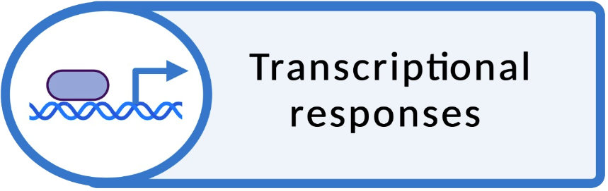 transcriptionalresponsesicon